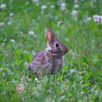 Baby bunny sitting in the grass.