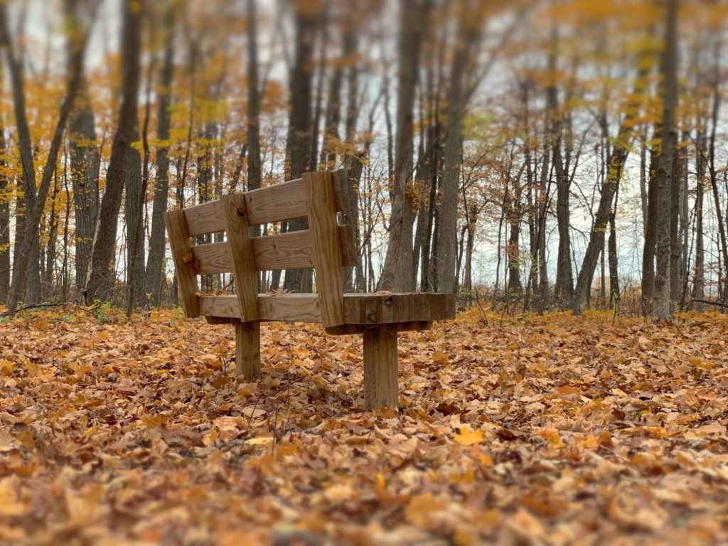 Bench in the woods