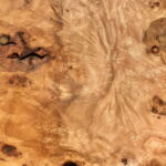 Wood Burl Texture